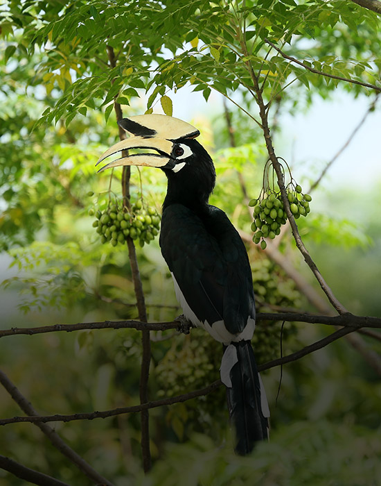 Chitwan Bird Watching Tour