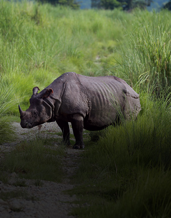 Chitwan Rhino Tracking Tour