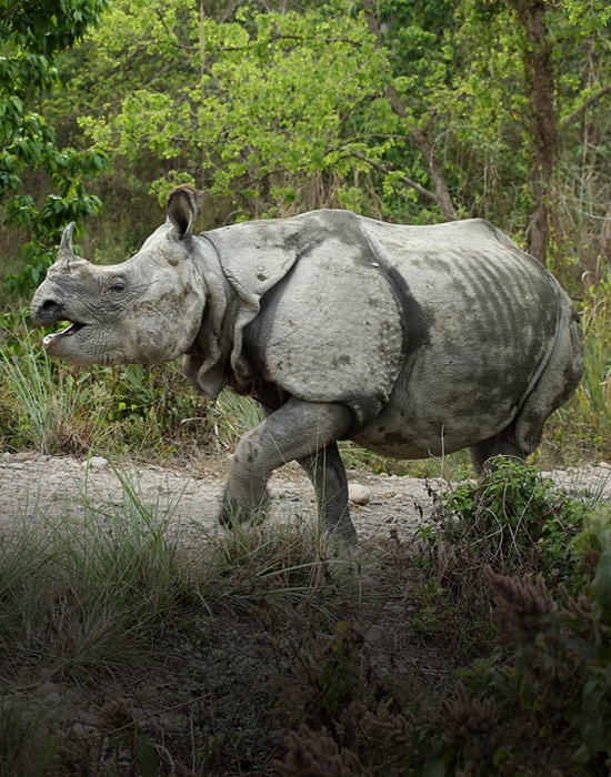 Chitwan Rhino Tracking Tour