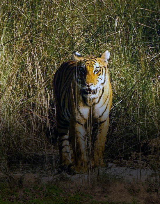 Chitwan Tiger Tracking Tour