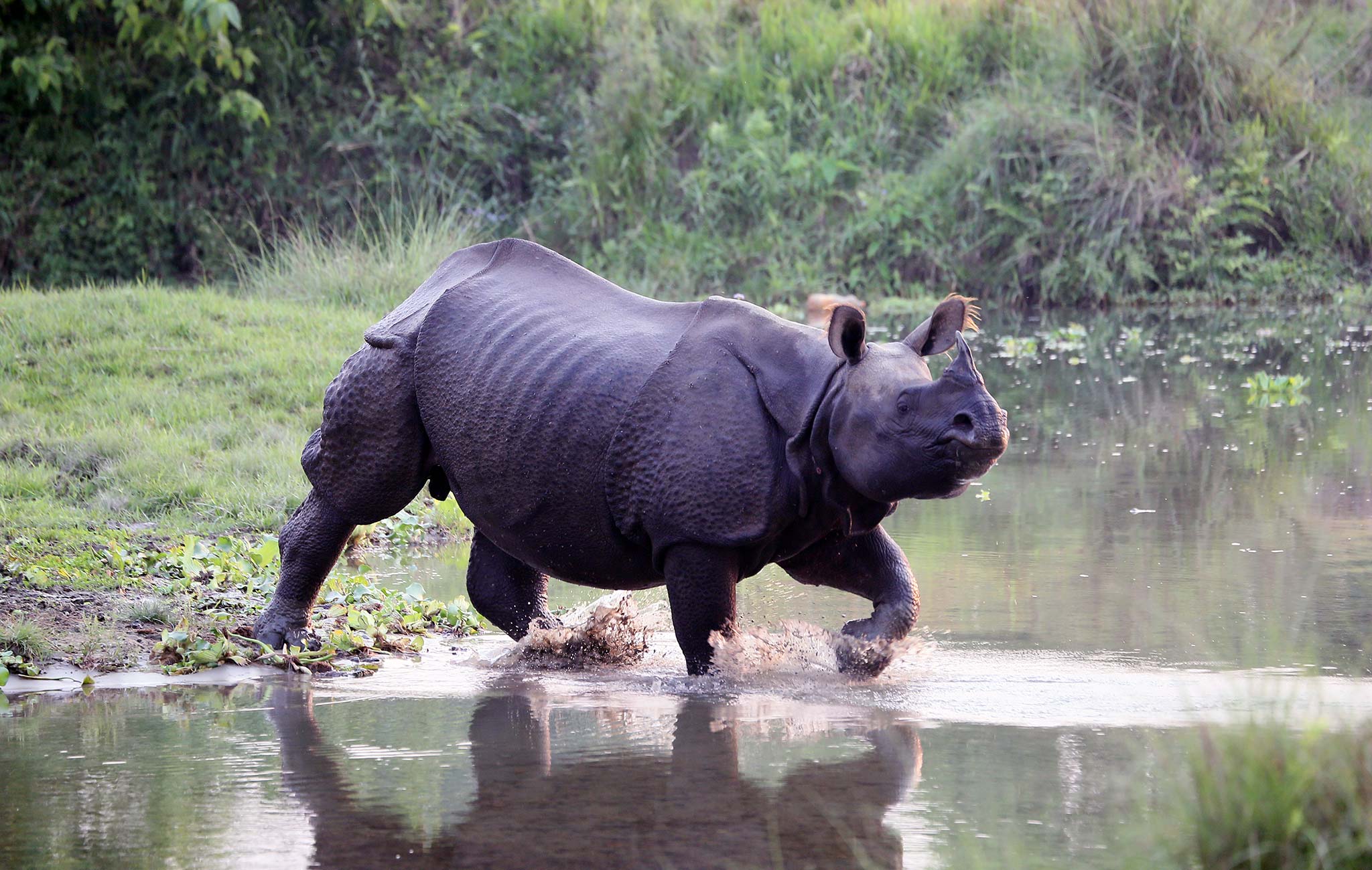 Rhino Chitwan National Park
