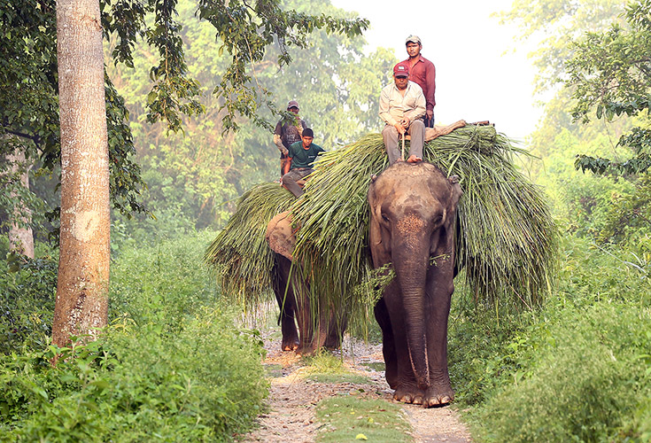 Walking with Elephant